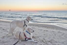 These selections include trails, parks, and beaches that are explicitly open to pets. Your Tail Will Wag At These 4 Best Pet Best Pet Friendly Beaches Collins Vacation Rentals Blog Explore St George Island