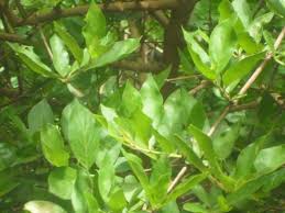 Image result for Feretia