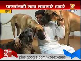 Table of contents raj thackeray family, parents, siblings raj thackeray age, height, weight, appearance Mumbai Dog Lover Thackeray S Youtube