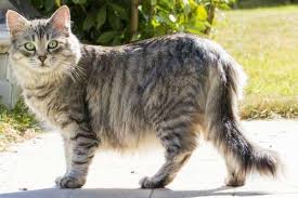 This picture was the last time any of our family members saw him. How Long Do Cats Go Missing For Petskb