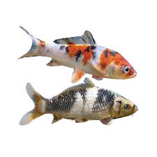 However, you could prevent this from happening by taking some simple actions. Koi Fish For Sale Live Pet Fish Petsmart