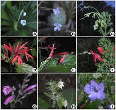 Image result for Elytraria