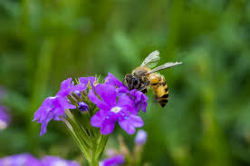 Ces insectes sont sensibles à certaines odeurs qui ont un effet répulsif. Abeilles Guepes Frelons Comment Les Eloigner Naturellement Magazine Avantages