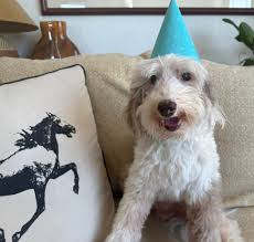 Happy 16th birthday celebration