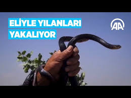 Eliyle Yilanlari Yakaliyor Onlari Et Ve Sutle Besliyor Youtube