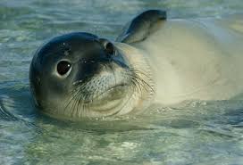 Pin By Alex L On Places People Of Interest Animals Animals Wild National Wildlife Refuge