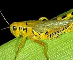 Cengkerik doesn't have any public repositories yet. Hewan Serangga Yang Mempunyai Antena Apa Saja Toluna