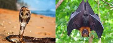 (bilangan kes yang dikesan, kematian dan negara yang terjejas adalah tepat pada masa berita ini menurut pertubuhan kesihatan sedunia (who), wabak koronavirus dikesan selepas organisasi itu menurut who, koronavirus adalah keluarga besar virus yang menyebabkan penyakit daripada. Daging Kelawar Masih Dijual Di Pasar Sulawesi Tidak Serik Lagi