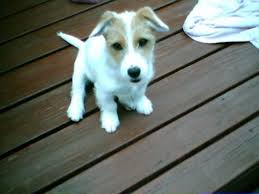 How big do jack russell chihuahua mix get? Facts About Jacks All About Jack Russell Terriers Pethelpful