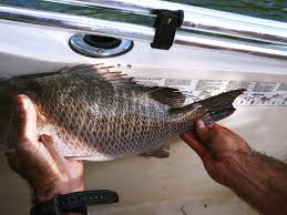 The good news about their smaller size inshore is that they are quite tasty in that size range. Keylargo 20 Inch Mangrove Snapper Fishing In The Keys