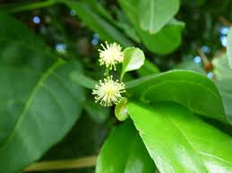 Image result for Flacourtia indica