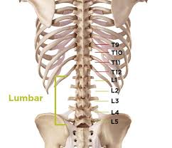 Lumbar Spinal Stenosis In Your Lower Back Lumbar Spinal Stenosis Spinal Stenosis Spondylolisthesis