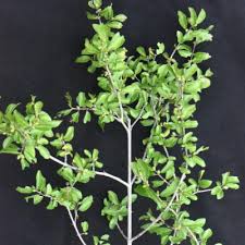 Image result for Combretum engleri