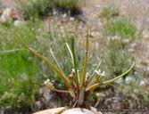 Image result for Limosella capensis