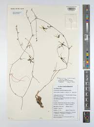 Image result for Trochomeria macrocarpa