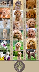 Goldendoodles are a hybrid mix between golden retrievers and standard or miniature poodles and are probably one of the most popular choices of breeds right now. Amazing Resource About Goldendoodle Growth And Pictures Of Different Goldendoodles From Puppies To Adults You Goldendoodle Puppy Labradoodle Puppy Doodle Dog