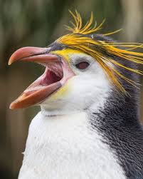 Richard Sidey On Instagram The Royal Penguin Endemic To Macquarie Island One Of The Australian Sub Royal Penguin Wild Animals Photography Australia Animals