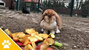Bei schönem wetter genießen sie in ihrem freigehege den sonnenschein und das frische grün. Monchengladbach Zahlreiche Kaninchen Uber Ostern Im Tierheim