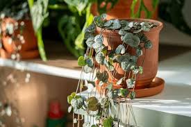 Image result for Ceropegia circinata