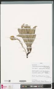 Image result for Helichrysum mechowianum