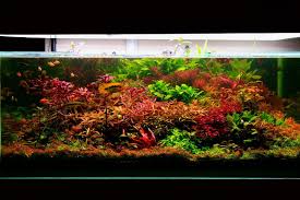 The current plan is to build out the room and get new 150 gallon tank running. Pin On Aquascaping