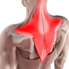 As the name of the muscle implies, the primary function of the levator scapulae is to raise the beyond the muscles found in the back, there are also several organs found within the human back. Superficial Anatomy Of The Back And Core