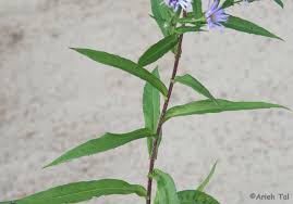 Image result for Andropterum