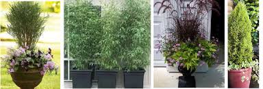 Terex® cedarapids portable screening plants feature the triple shaft, oval stroke, horizontal screens which are well known for their performance and longevity. A Privacy Screen With Plants Enjoy Container Gardening