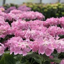 Axxis — dance in the starlight 04:17. Hydrangea Lets Dance Starlight Buy Hydrangea Big Leaf Shrubs Online