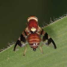 Image result for Rhagoletis completa