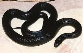 Pet insurance plans are underwritten by united states fire insurance company. Mexican Black Kingsnake Care Sheet Reptile Range