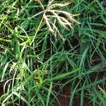 Image result for Euclasta condylotricha