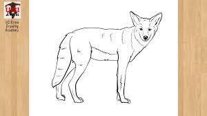 Learn more about permits to visit coyote buttes north (the wave) How To Draw A Coyote Easy Drawing Step By Step Coyote Sketch Art For Beginners Simple Outline Youtube