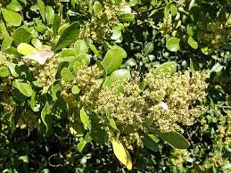 Image result for Searsia lucida