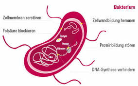 Antibiotikum genommen (samstag bis montag) und am montag darauf (1.6.) die letzte pille vor der pillenpause (1. Antibiotika Alles Rund Ums Thema Bei Zur Rose