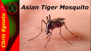 The name tiger mosquito comes from its white and black color pattern. Tiger Mosquitos How To Avoid Them And Build A Trap Sanitas Health Plan Spain