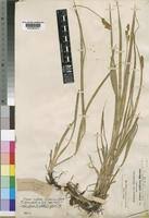 Image result for Carex conferta