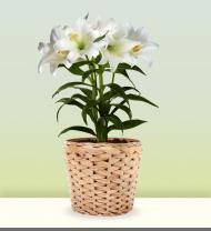 Fiesta flowers, plants & gifts is one with flowers. Chandler Florist Chandler Mn Flower Delivery Avas Flowers Shop