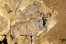 94% animals with horns for windows phone is not yet available. Spiral Horned Antelope San Diego Zoo Animals Plants