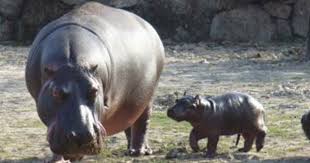 Parco Faunistico Valcorba Pozzonovo Padova Italia Italie Www Infoparks Com Animals Hippopotamus