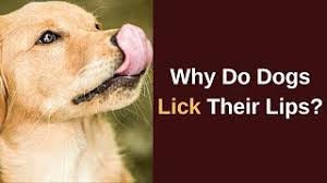Many dog owners know their dog has an upset stomach and will be likely vomiting as soon as their dog starts licking their lips excessively and making loud lip smacking noises. Why Do Dogs Lick Their Lips Is It Behavioral Or Health Related