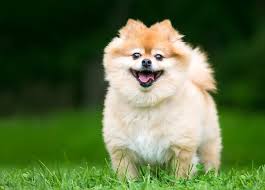 Pomchi or pomeranian chihuahua mix is a great family companion, which is a designer dog created from mixing pomeranian and chihuahua dog breeds. Pomchi An Owner S Guide To The Chihuahua Pomeranian Mix All Things Dogs All Things Dogs