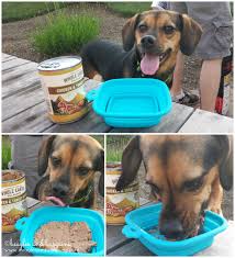 Последние твиты от whole earth farms (@wholeearthfarms). Luna Enjoys Merrick S Whole Earth Farms Canned Dog Food Beagles And Bargains