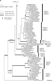 Image result for Marsilea macrocarpa