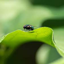 It could be pesky gnats or fruit flies—yuck! How To Get Rid Of House Flies