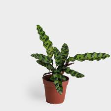 We did not find results for: Greenery Unlimited Rattlesnake Plant Calathea Lancifolia 4 Shop Indoor Plants