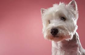 Any dog that comes into the rescue will have been spayed/neutered, rabies shot, distemper/parvo shot, bordetella, deworming, heart worm test, nail trim, and microchipped before being available for adoption. West Highland Terrier Chihuahua Mix Pets Lovers