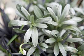 Image result for Convolvulus ocellatus