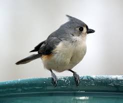 Identification Birds Of New Jersey Field Guide Tufted Titmouse Backyard Birds Titmouse Bird Photo