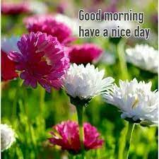 Good Morning Have A Nice Day Spring Flowers Morning Good Morning Morning Quote Pictures Of Spring Flowers Spring Flowers Wallpaper Beautiful Flowers Wallpapers
